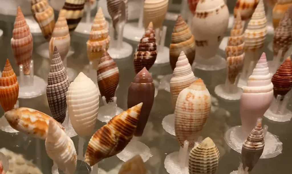 Mitre Shells Collection