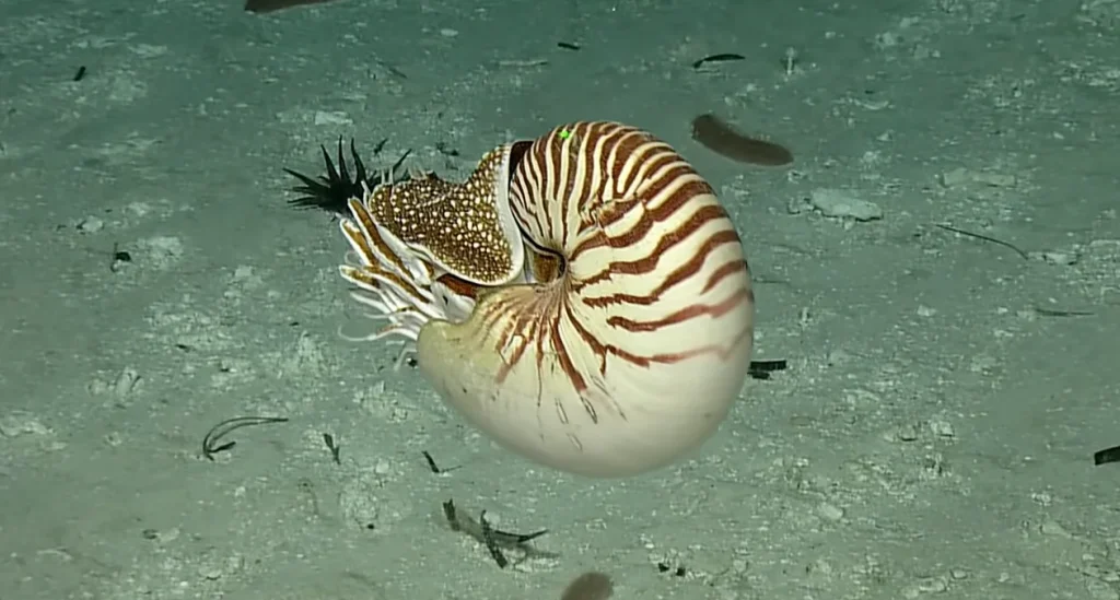 Nautilus Shell