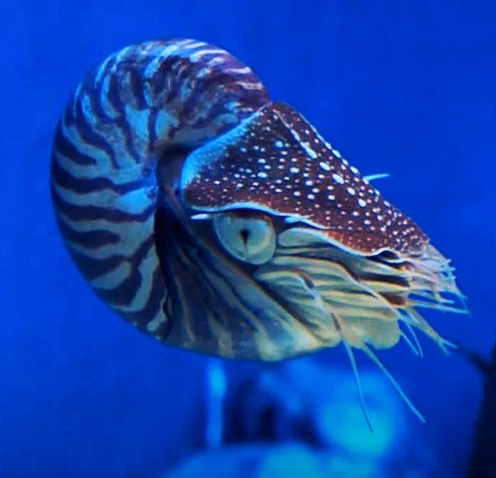 Nautilus Shell A living fossil