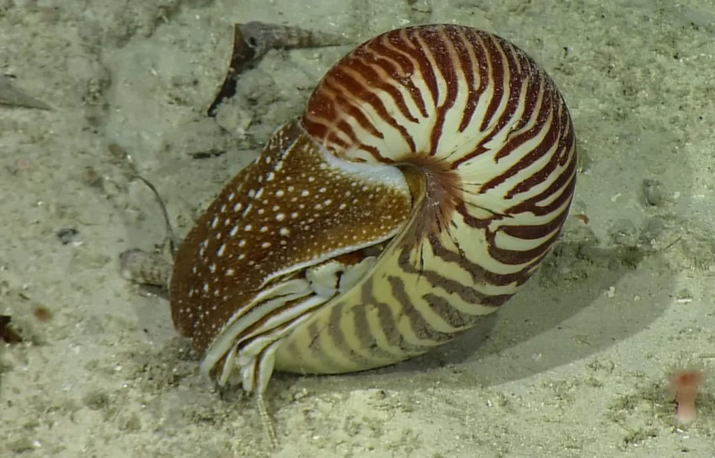 Nautilus Shell (Nautilus pompilius)