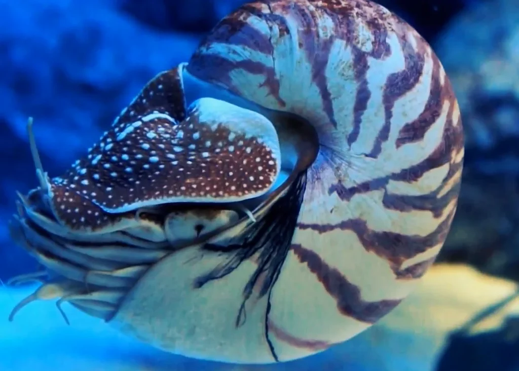 Nautilus pompilius