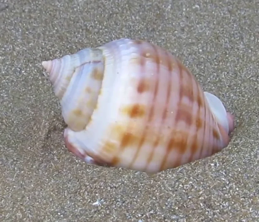 Scotch Bonnet (Semicassis granulata)
