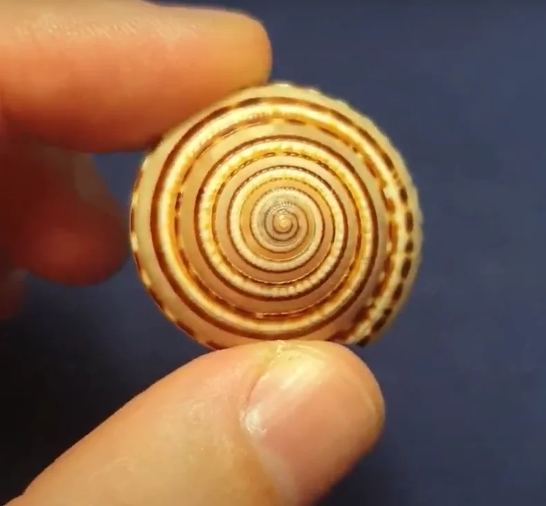 Sundial Shell (Architectonica perspectiva)