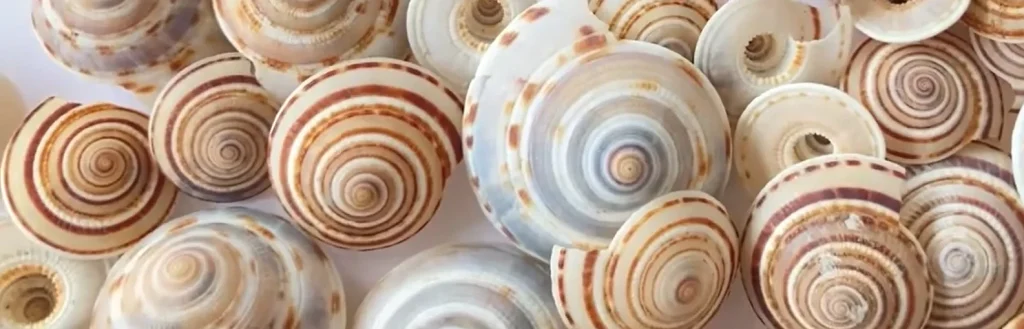 Sundial Shels Collection