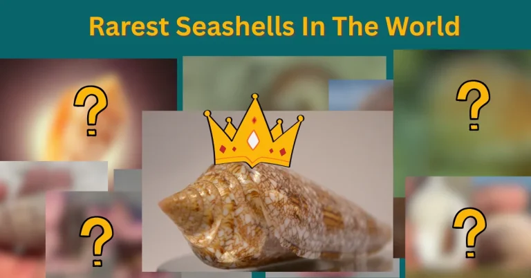 Top 10 Rarest Seashells In The World