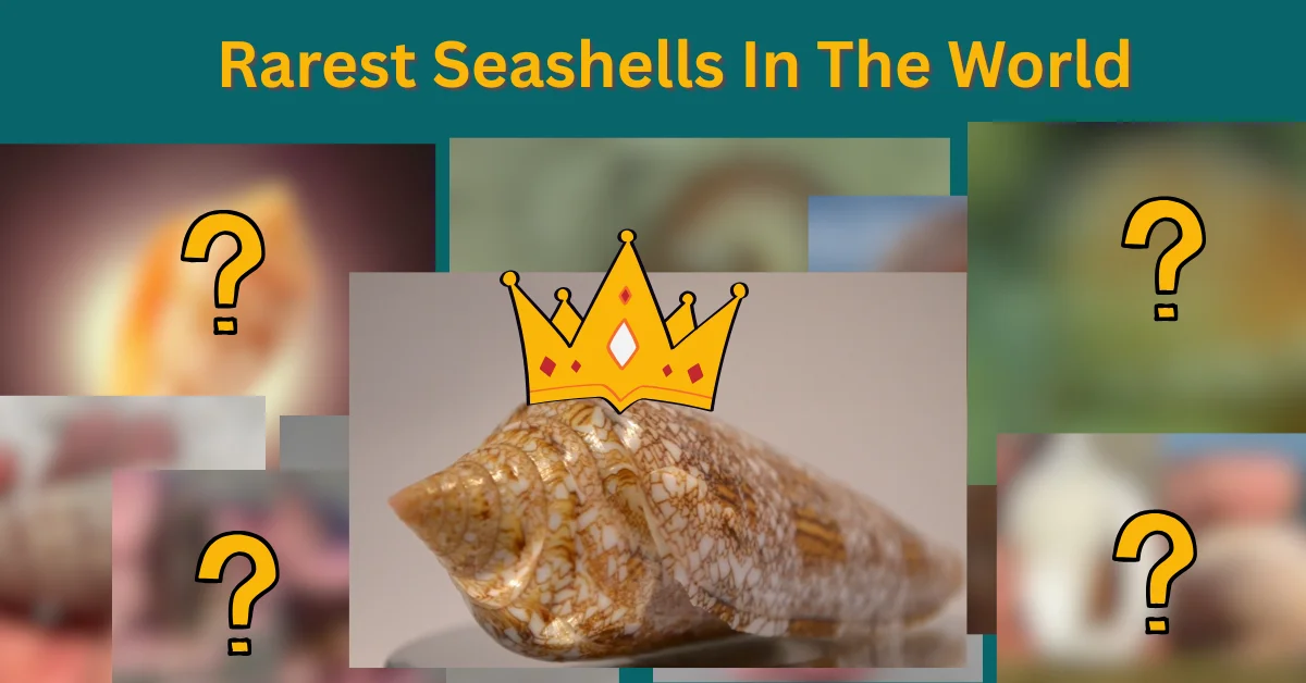 Top 10 Rarest Seashells In The World