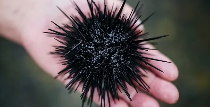 Are Black Sea Urchins Poisonous