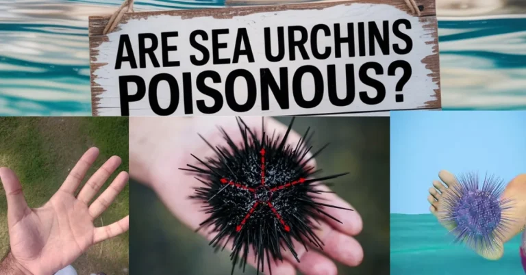 Are Sea Urchins Poisonous, Featured Image