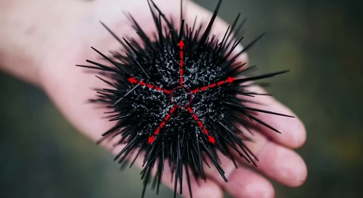 Are Sea Urchins Poisonous to Touch