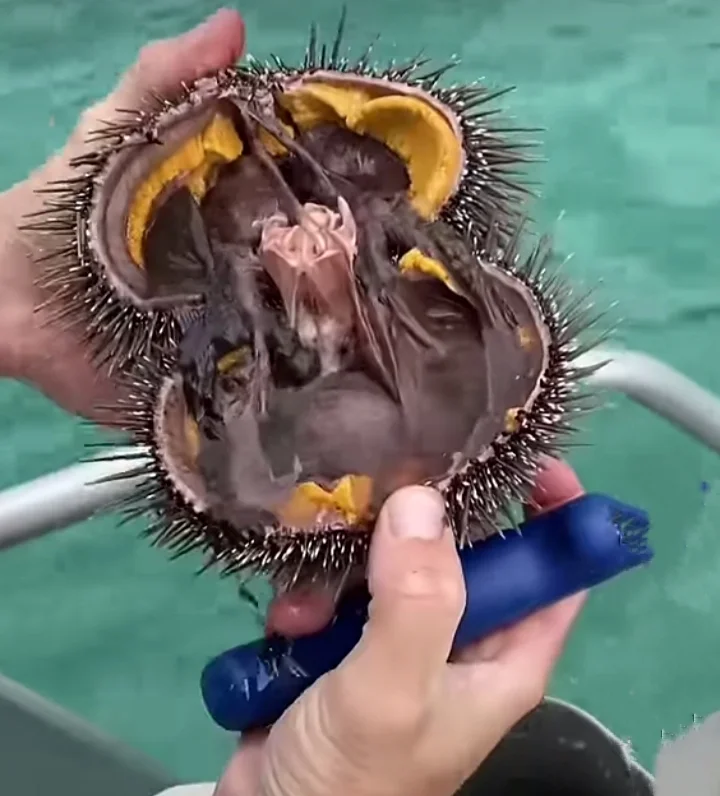Can Sea Urchins Kill You