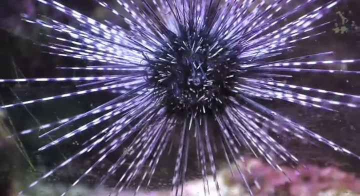 How Long Does It Take for Sea Urchin Spines to Dissolve