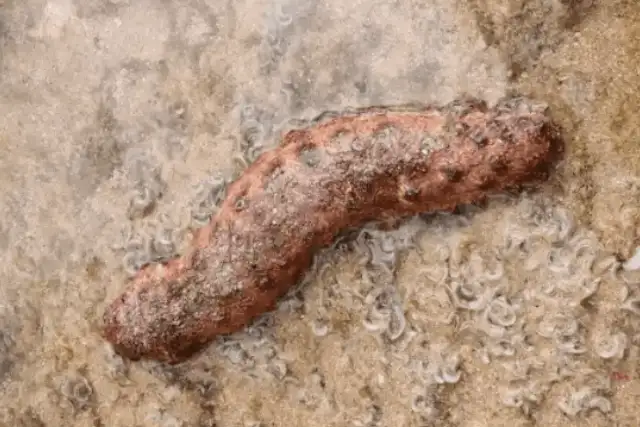 Sea Cucumber Category