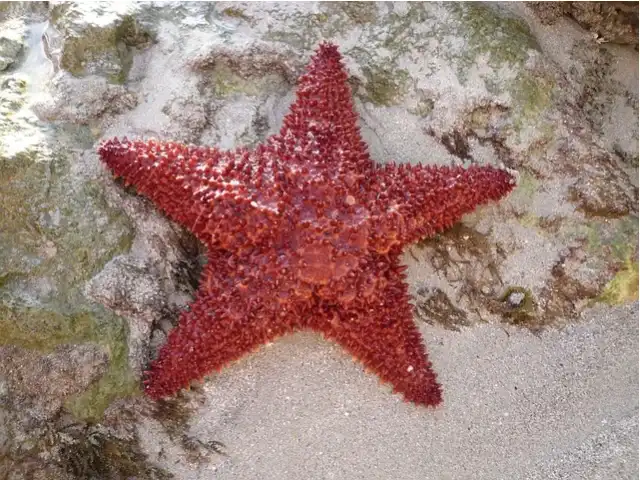 Sea Star Category
