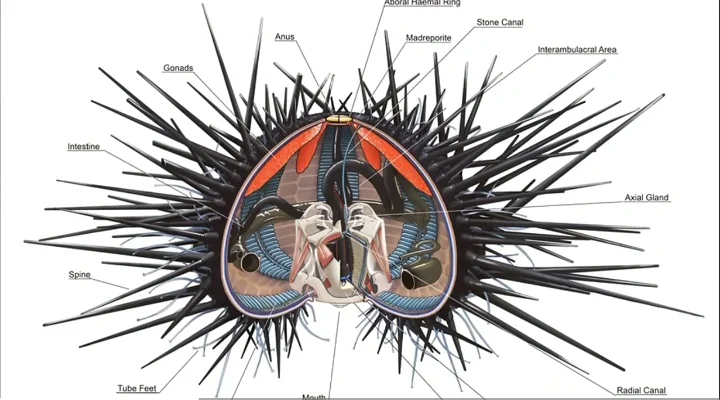 Sea Urchin digestive and reproductive system inside the shell