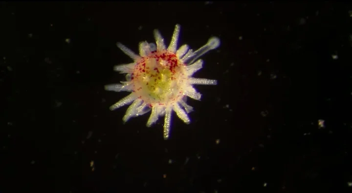 Sea Urchin larva