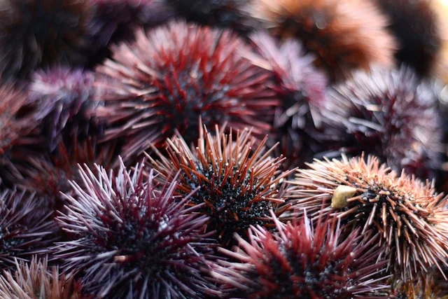 Sea Urchins Category