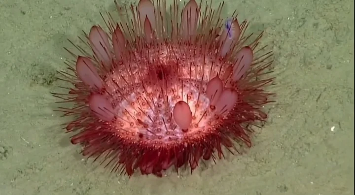Sea urchin on the bottom of sea floor
