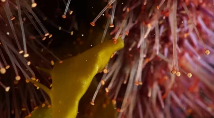 Sea urchin tube feet having suckers on tips