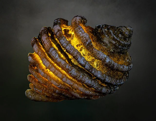 SeaShell Category Image