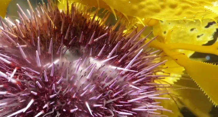 Sea urchin releasing sperms