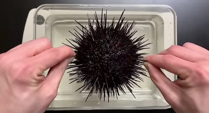 What Are Sea Urchins