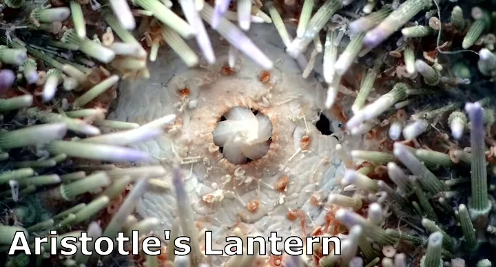 sea urchin Aristotle lantern