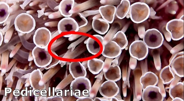 sea urchin pedicellariae