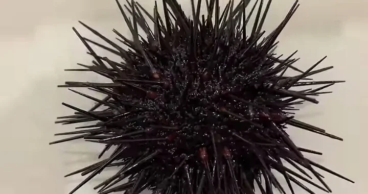 sea urchin spines