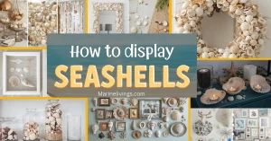 How to Display Seashells, Featured Image