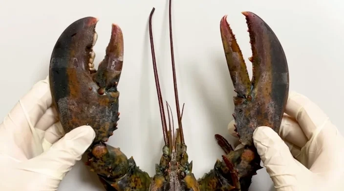 Lobster Claws  Pincer and Crusher Explained