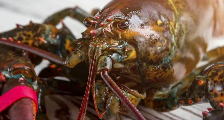 Lobster Eyes