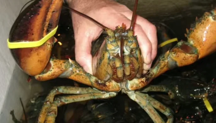 Lobster Mouth System
