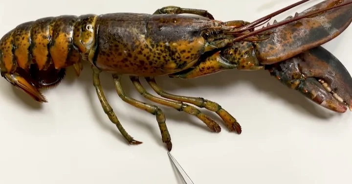 Rock Lobsters