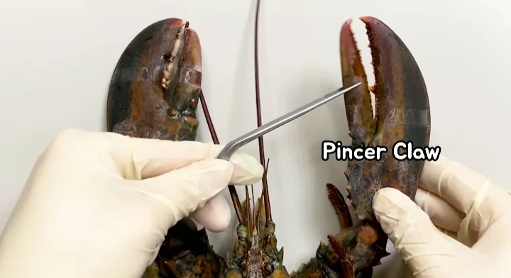 The Lobster Pincer Claw 